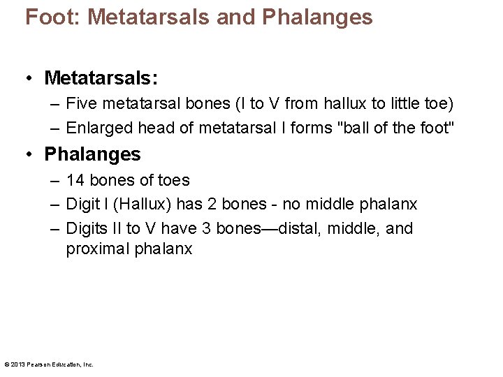 Foot: Metatarsals and Phalanges • Metatarsals: – Five metatarsal bones (I to V from