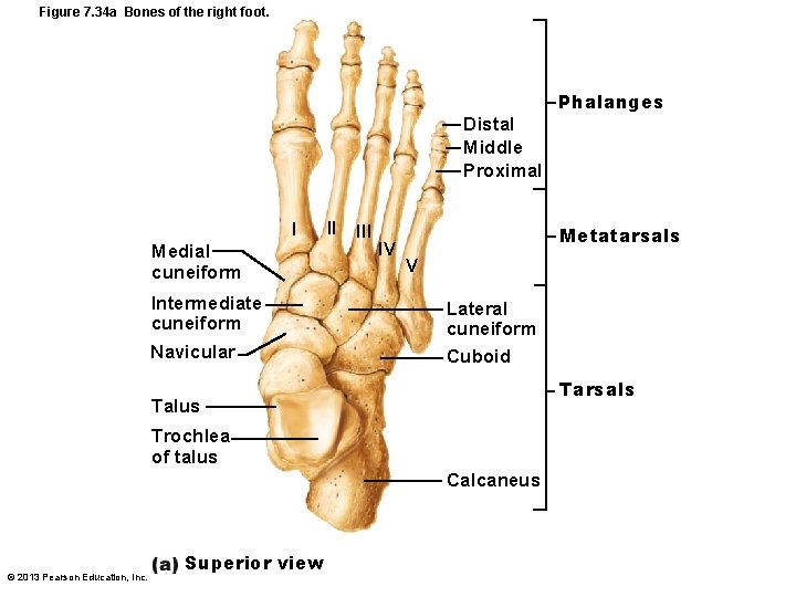Figure 7. 34 a Bones of the right foot. Distal Middle Proximal I Medial