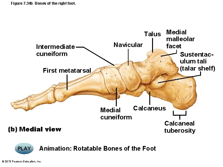 Figure 7. 34 b Bones of the right foot. Intermediate cuneiform First metatarsal Medial