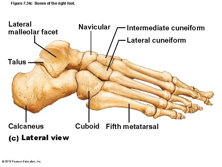 Figure 7. 34 c Bones of the right foot. Lateral malleolar facet Navicular Intermediate