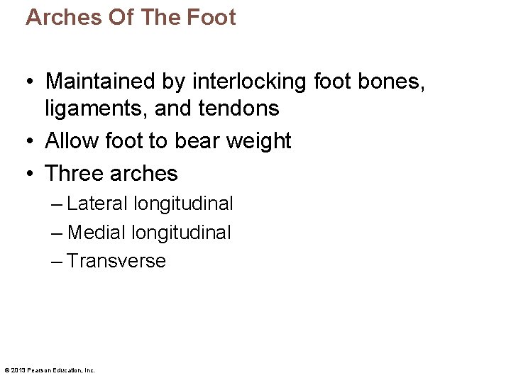 Arches Of The Foot • Maintained by interlocking foot bones, ligaments, and tendons •