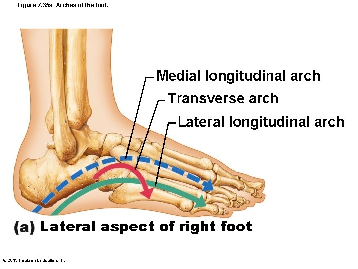 Figure 7. 35 a Arches of the foot. Medial longitudinal arch Transverse arch Lateral