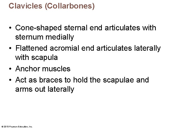 Clavicles (Collarbones) • Cone-shaped sternal end articulates with sternum medially • Flattened acromial end