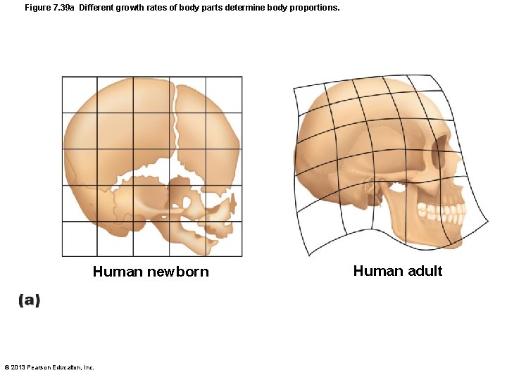 Figure 7. 39 a Different growth rates of body parts determine body proportions. Human