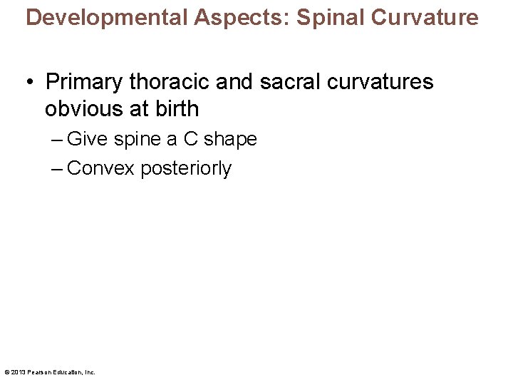 Developmental Aspects: Spinal Curvature • Primary thoracic and sacral curvatures obvious at birth –