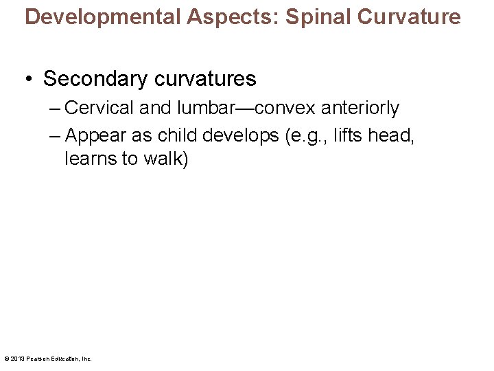 Developmental Aspects: Spinal Curvature • Secondary curvatures – Cervical and lumbar—convex anteriorly – Appear