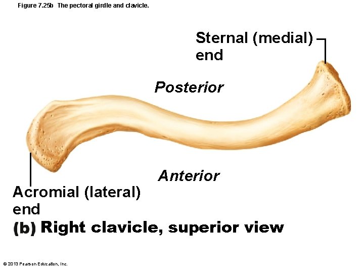 Figure 7. 25 b The pectoral girdle and clavicle. Sternal (medial) end Posterior Anterior