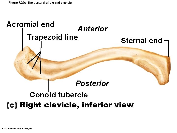 Figure 7. 25 c The pectoral girdle and clavicle. Acromial end Anterior Trapezoid line