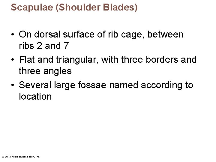 Scapulae (Shoulder Blades) • On dorsal surface of rib cage, between ribs 2 and