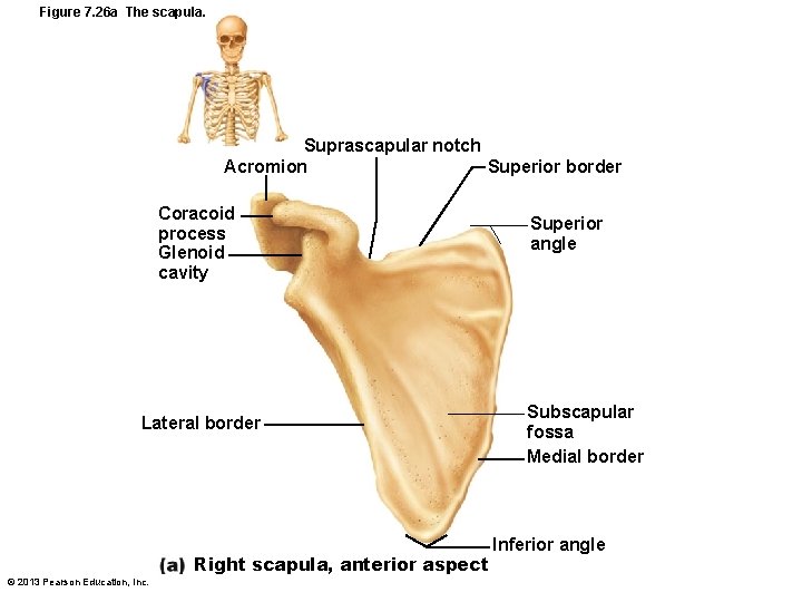 Figure 7. 26 a The scapula. Suprascapular notch Acromion Superior border Coracoid process Glenoid
