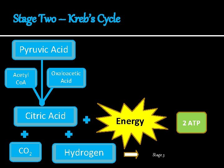 Stage Two – Kreb’s Cycle Pyruvic Acid Acetyl Co. A Oxaloacetic Acid Citric Acid