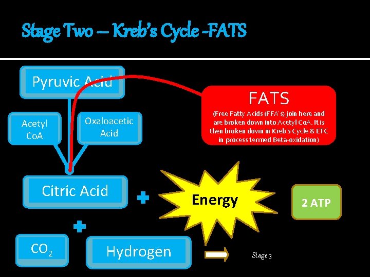 Stage Two – Kreb’s Cycle -FATS Pyruvic Acid Acetyl Co. A Oxaloacetic Acid Citric