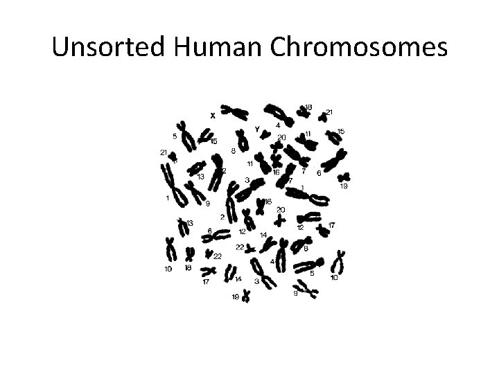 Unsorted Human Chromosomes 