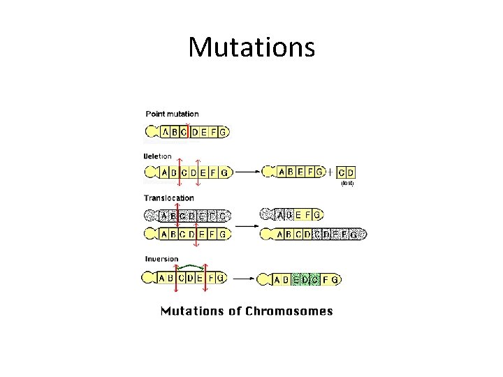 Mutations 