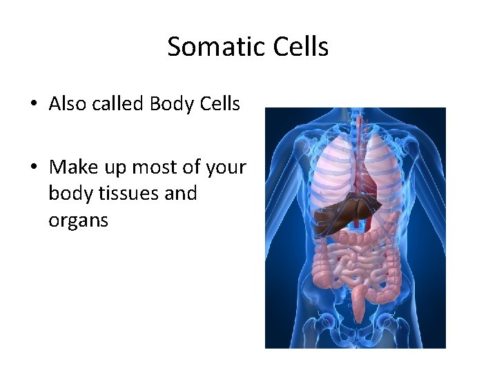 Somatic Cells • Also called Body Cells • Make up most of your body