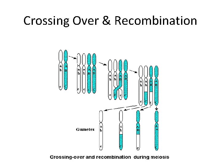 Crossing Over & Recombination 