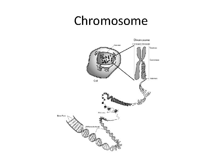 Chromosome 