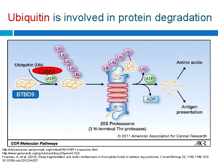 Ubiquitin is involved in protein degradation Cullin 3 BTBD 9 http: //clincancerres. aacrjournals. org/content/18/1/15/F