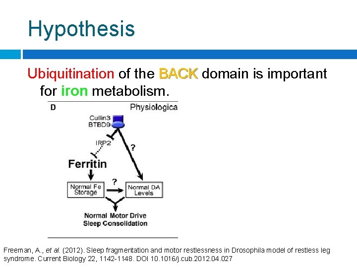 Hypothesis Ubiquitination of the BACK domain is important for iron metabolism. Freeman, A. ,