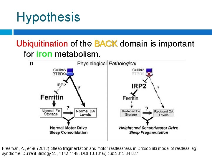 Hypothesis Ubiquitination of the BACK domain is important for iron metabolism. Freeman, A. ,
