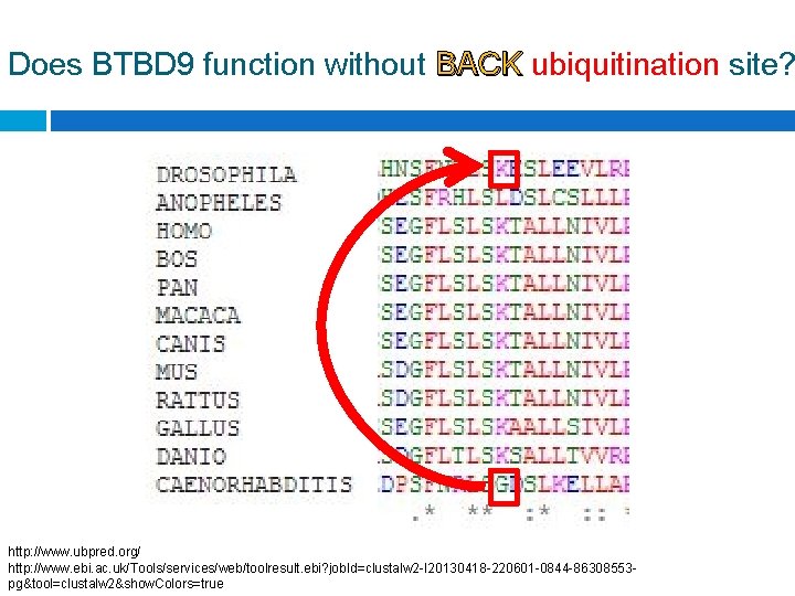 Does BTBD 9 function without BACK ubiquitination site? http: //www. ubpred. org/ http: //www.