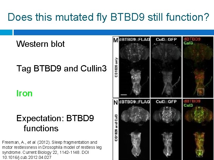 Does this mutated fly BTBD 9 still function? Western blot Tag BTBD 9 and