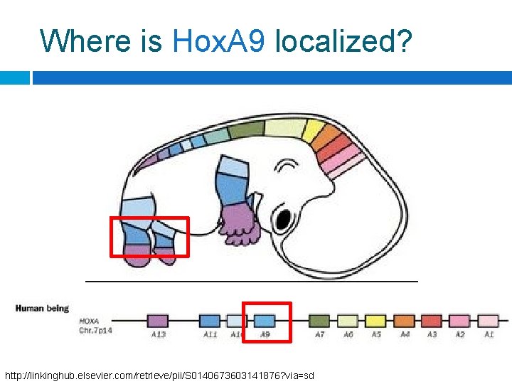 Where is Hox. A 9 localized? http: //linkinghub. elsevier. com/retrieve/pii/S 0140673603141876? via=sd 