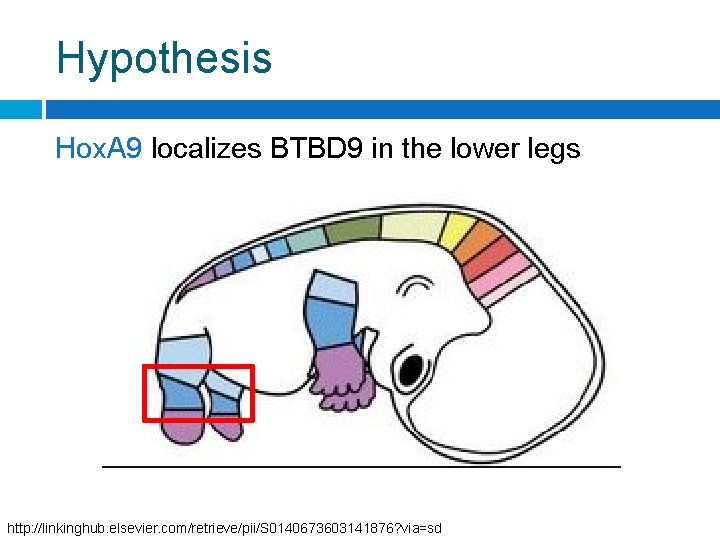 Hypothesis Hox. A 9 localizes BTBD 9 in the lower legs http: //linkinghub. elsevier.