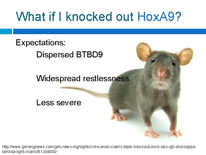 What if I knocked out Hox. A 9? Expectations: Dispersed BTBD 9 Widespread restlessness