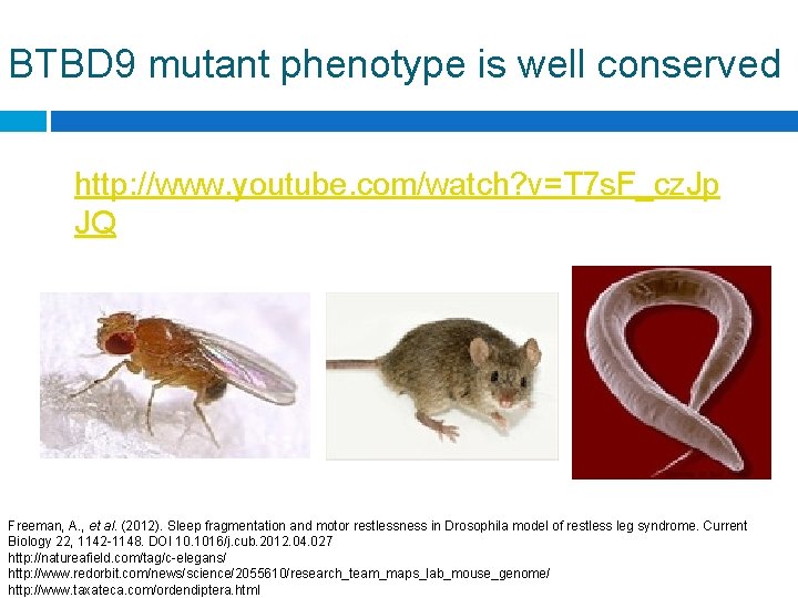 BTBD 9 mutant phenotype is well conserved http: //www. youtube. com/watch? v=T 7 s.