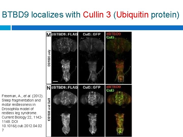 BTBD 9 localizes with Cullin 3 (Ubiquitin protein) Freeman, A. , et al. (2012).