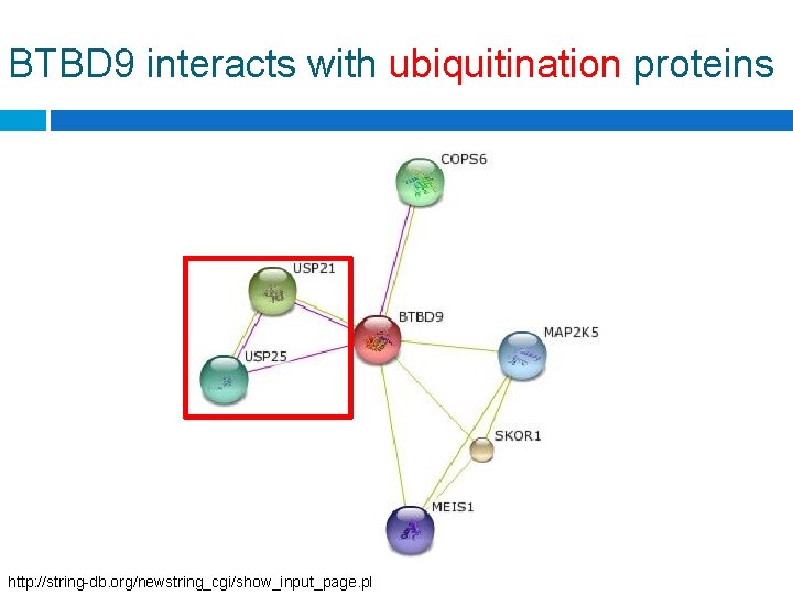 BTBD 9 interacts with ubiquitination proteins http: //string-db. org/newstring_cgi/show_input_page. pl 