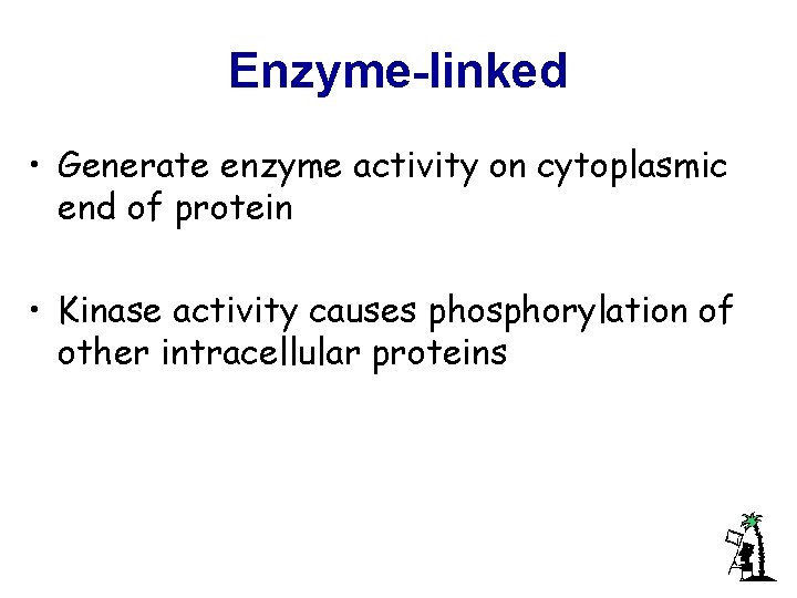 Enzyme-linked • Generate enzyme activity on cytoplasmic end of protein • Kinase activity causes