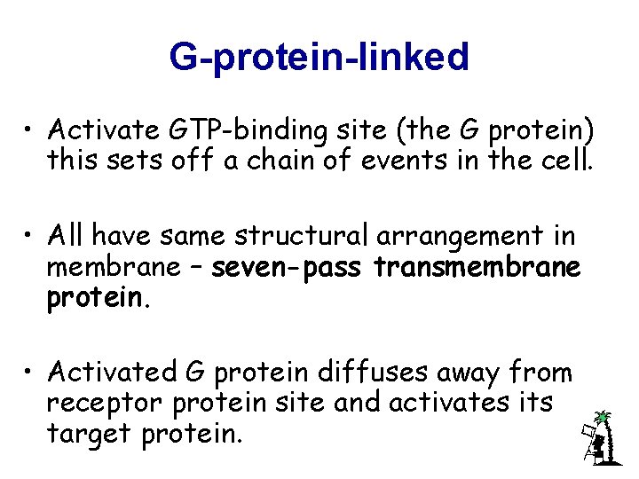G-protein-linked • Activate GTP-binding site (the G protein) this sets off a chain of