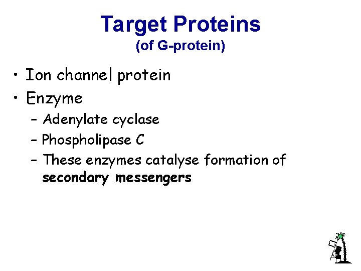 Target Proteins (of G-protein) • Ion channel protein • Enzyme – Adenylate cyclase –
