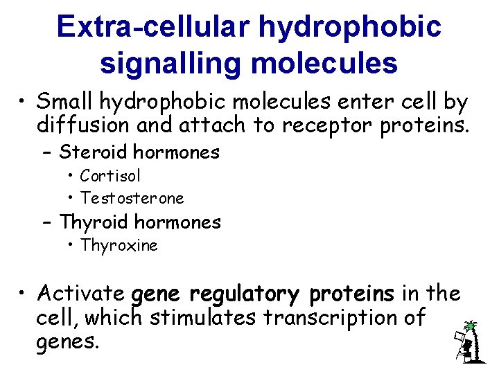 Extra-cellular hydrophobic signalling molecules • Small hydrophobic molecules enter cell by diffusion and attach