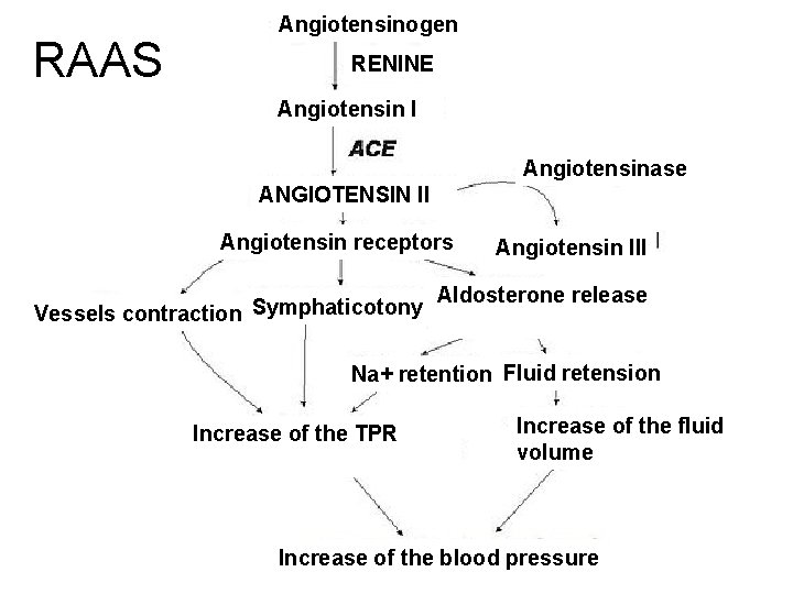 RAAS Angiotensinogen RENINE Angiotensin I Angiotensinase ANGIOTENSIN II Angiotensin receptors Vessels contraction Symphaticotony Angiotensin