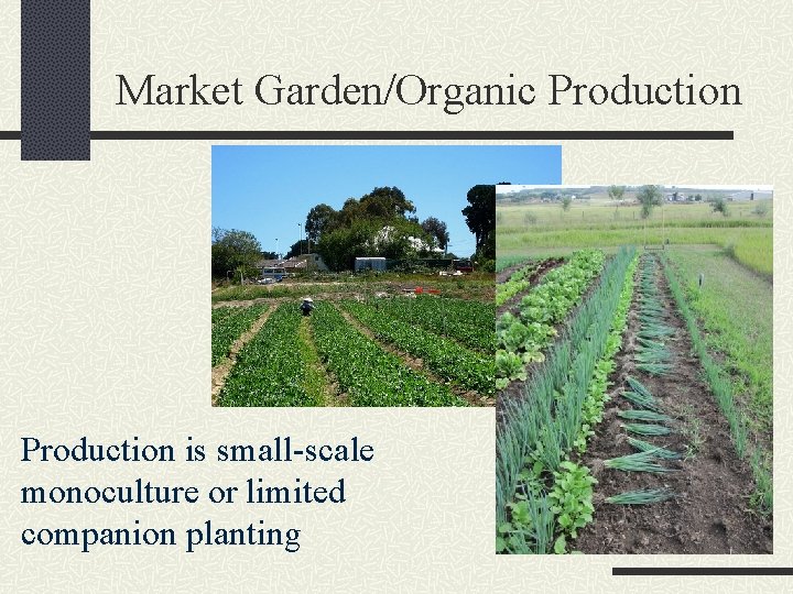 Market Garden/Organic Production is small-scale monoculture or limited companion planting 