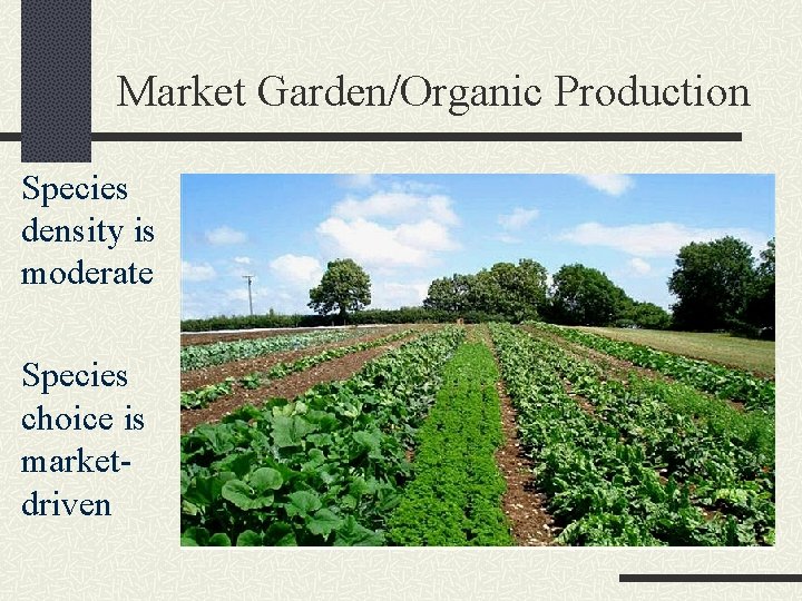 Market Garden/Organic Production Species density is moderate Species choice is marketdriven 