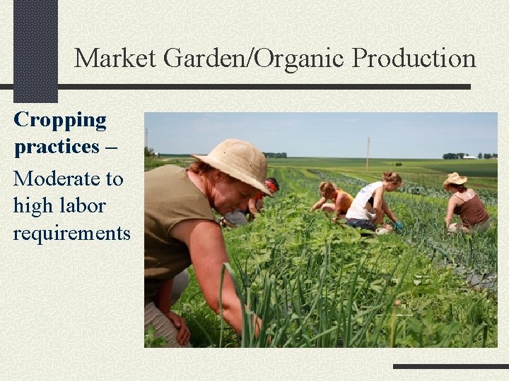 Market Garden/Organic Production Cropping practices – Moderate to high labor requirements 