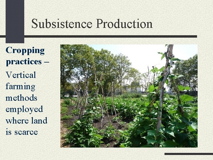 Subsistence Production Cropping practices – Vertical farming methods employed where land is scarce 