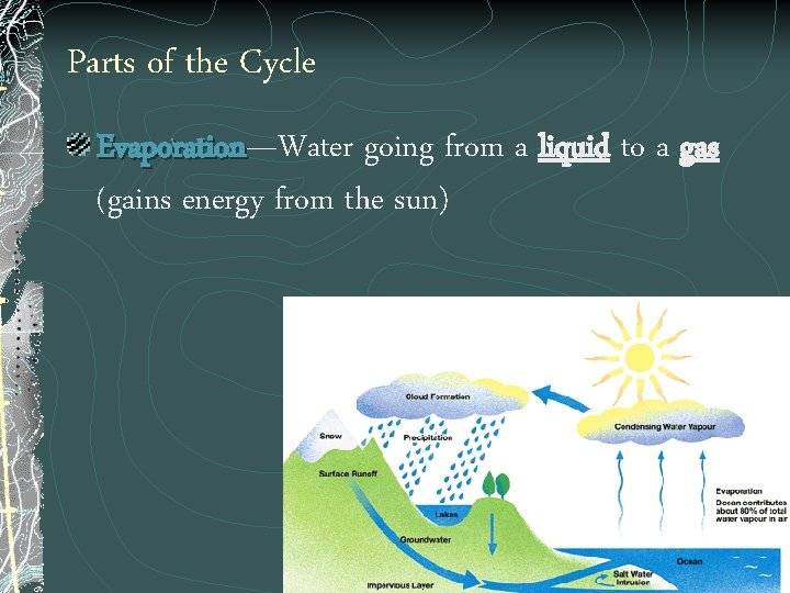 Parts of the Cycle Evaporation—Water going from a liquid to a gas Evaporation (gains
