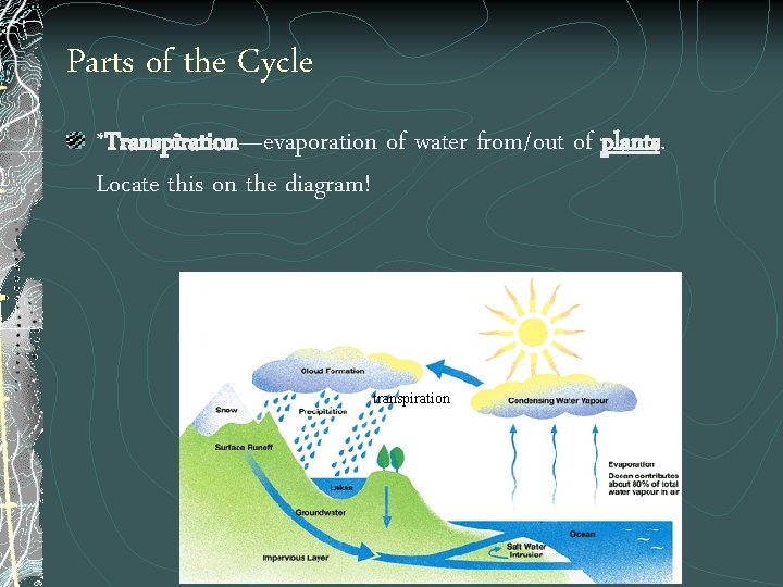 Parts of the Cycle *Transpiration—evaporation of water from/out of plants. Locate this on the