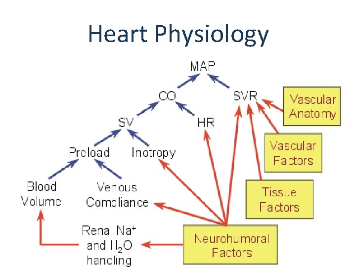 Heart Physiology Heart Physiology