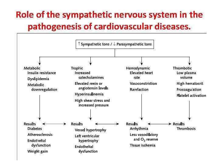 Role of the sympathetic nervous system in the pathogenesis of cardiovascular diseases. 