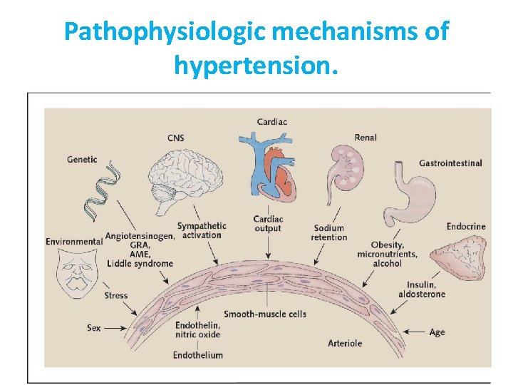 Pathophysiologic mechanisms of hypertension. 