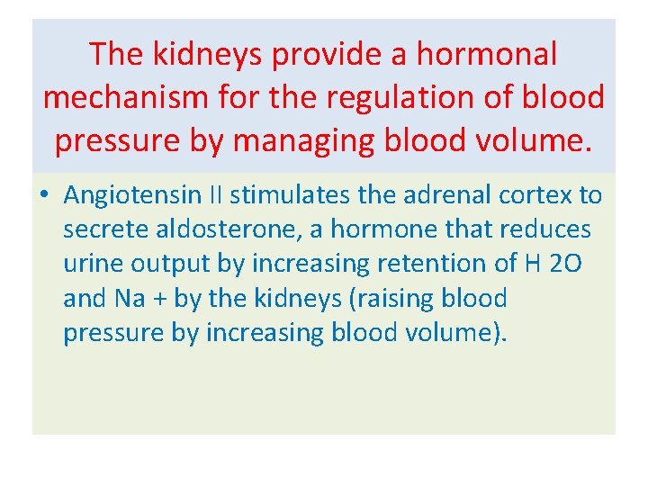 The kidneys provide a hormonal mechanism for the regulation of blood pressure by managing