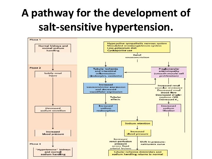 A pathway for the development of salt-sensitive hypertension. 