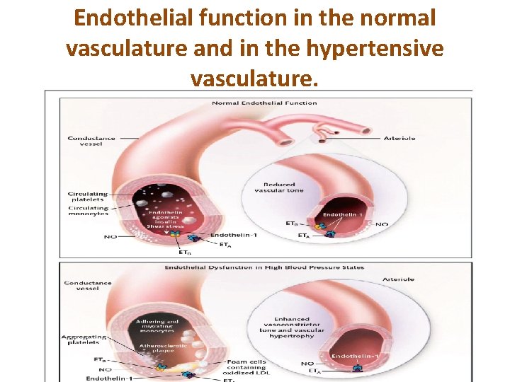 Endothelial function in the normal vasculature and in the hypertensive vasculature. 