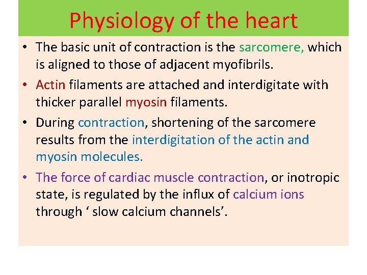 Physiology of the heart • The basic unit of contraction is the sarcomere, which